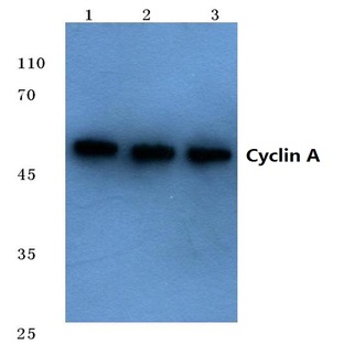 Cyclin A (W250) pAb