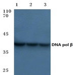 DNA pol (beta) (Q324) pAb