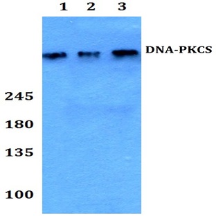 DNA-PKCS (R4090)pAb