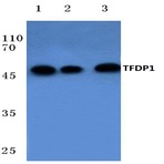 TFDP1 (V393) pAb