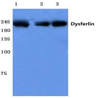 Dysferlin (P2013) pAb