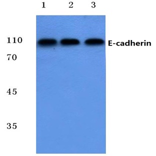 E-cadherin (G2) pAb