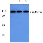 E-cadherin (G2) pAb