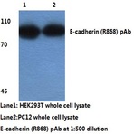 E-cadherin (R868) pAb
