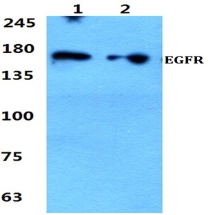 EGFR (S1064) pAb