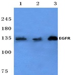 EGFR (H672) pAb