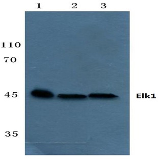 Elk1 (S383) pAb