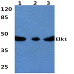 Elk1 (S411) pAb