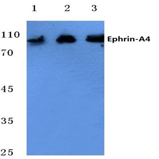 Ephrin-A4 (164)pAb