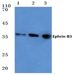 Ephrin-B3 (W251) pAb