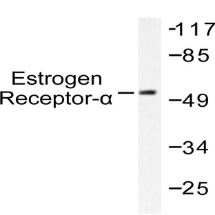 ER(alpha) (L100) pAb