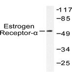 ER(alpha) (L100) pAb