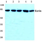 Ezrin (M347) pAb