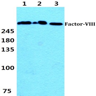 F8 (S2194) pAb