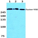 F8 (S2194) pAb