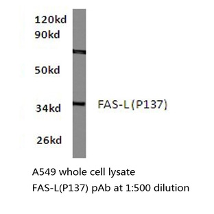 FasL (P137) pAb