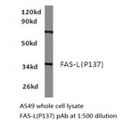 FasL (P137) pAb