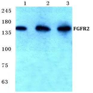 FGFR2 (V501) pAb