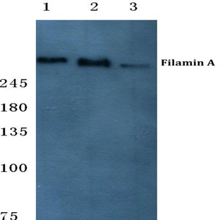 Filamin 1 (R2146) pAb