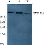 Filamin 1 (R2146) pAb