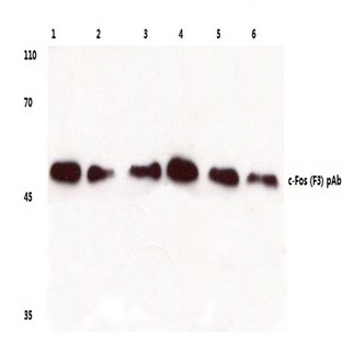 c-Fos (F3) pAb