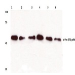 c-Fos (F3) pAb