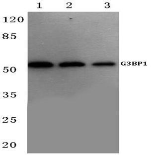 G3BP-1 (D226) pAb