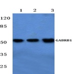 GABAA R(beta)1 (R328) pAb