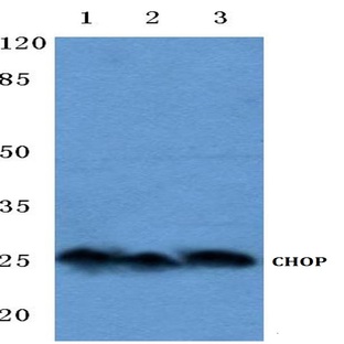 CHOP (K121) pAb