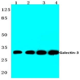 Galectin-3 (N174) pAb