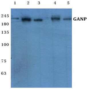 GANP (E1872) pAb