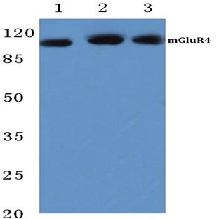 mGluR-4 (Q875) pAb