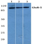 GluR-5 (L12) pAb