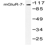 mGluR-7 (E894) pAb