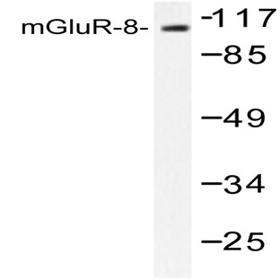 mGluR-8 (Q871) pAb