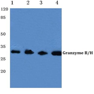 Granzyme B/H (E20) pAb