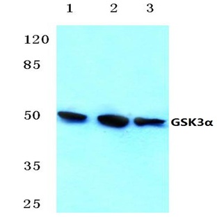 GSK3(alpha) (G15) pAb