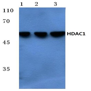 HDAC1 (E468) pAb