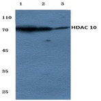 HDAC 10 (E24) pAb