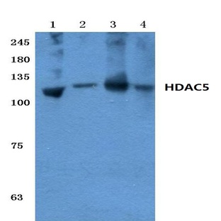 HDAC5 (P492) pAb