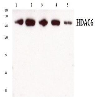 HDAC6 (H1203) pAb