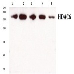 HDAC6 (H1203) pAb