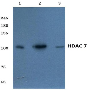 HDAC 7 (G932) pAb