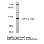 HDAC8 (K33) pAb