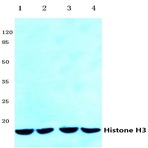 Histone H3 (K4) pAb