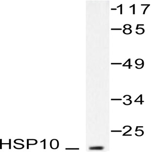 HSP10 (K80) pAb