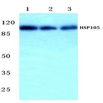 HSP105 (P819) pAb