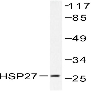 HSP27 (S9) pAb