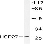 HSP27 (S9) pAb