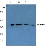 HSP40 (P303) pAb